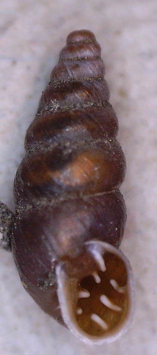 Chondrinidae da identificare